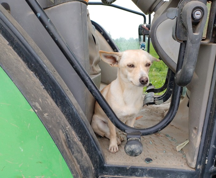 &quot;La mia cagnolina morta per le ferite provocate da altri cani&quot;