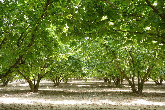 L'allarme delle associazioni: &quot;Produzione di nocciole in Alta Langa azzerata o ai minimi termini&quot;