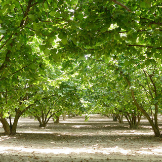 L'allarme delle associazioni: &quot;Produzione di nocciole in Alta Langa azzerata o ai minimi termini&quot;