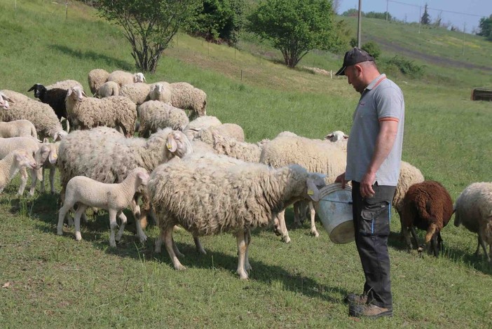 Emergenza Blue Tongue, Coldiretti Cuneo chiede piano straordinario