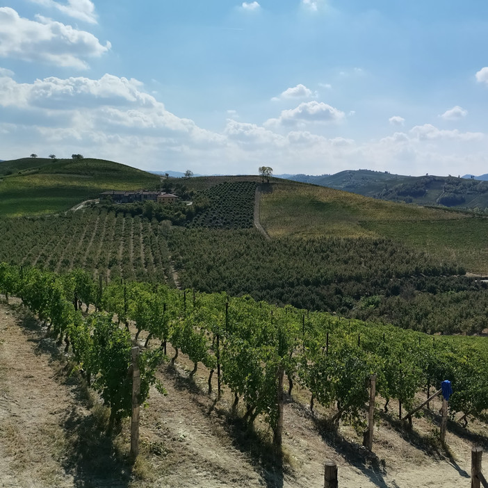 I vigneti sono l'espressione del capitale umano dei soci viticoltori della cantina Terre del Barolo