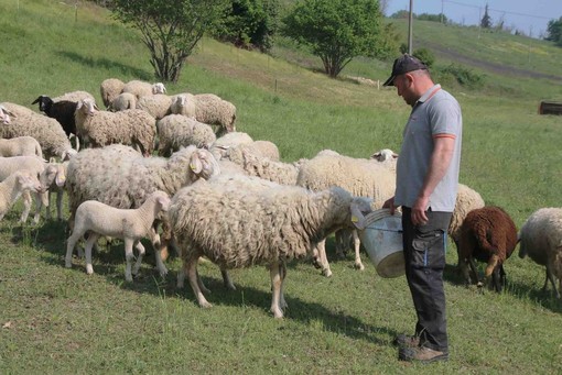 Emergenza Blue Tongue, Coldiretti Cuneo chiede piano straordinario