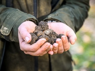 Ricerca simulata del Tartufo Nero a Carrù (Ph. Danilo Ninotto - Archivio ATL del Cuneese)