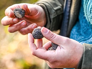 Ricerca simulata del Tartufo Nero a Carrù (Ph. Danilo Ninotto - Archivio ATL del Cuneese)