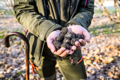 Un viaggio sensoriale tra Monregalese, Langa Cebana e Val Tanaro alla ricerca e scoperta del Tartufo Nero