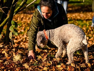 Ricerca simulata del Tartufo Nero a Carrù (Ph. Danilo Ninotto - Archivio ATL del Cuneese)