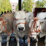 Alba: giovedì 10 ottobre torna la grande Rassegna Bovina dedicata alla Sottorazza Albese