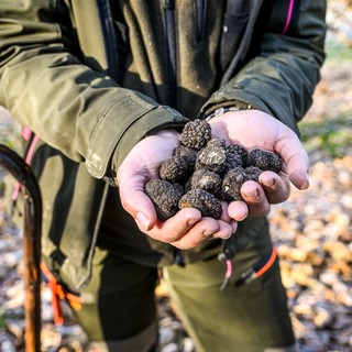 Un viaggio sensoriale tra Monregalese, Langa Cebana e Val Tanaro alla ricerca e scoperta del Tartufo Nero