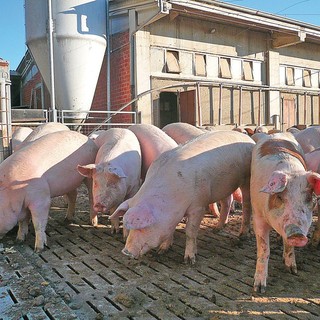 PSA, Confagricoltura e Coldiretti lanciano l'allarme: &quot;Servono urgenti indennizzi per le aziende&quot;