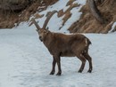 Stambecco in Val Varaita, immortalato dal fotoamatore Enrico Ruggeri