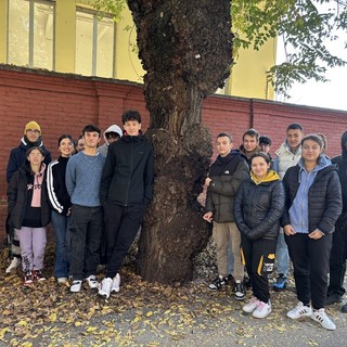 Gli studenti del Cillario segnalano un albero malato in via Nino Bixio: &quot;Pronti a collaborare col Comune&quot;