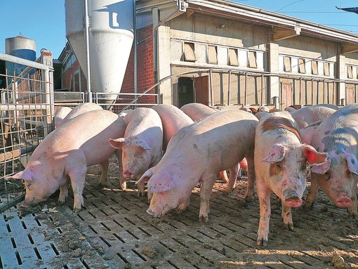 PSA, Confagricoltura e Coldiretti lanciano l'allarme: &quot;Servono urgenti indennizzi per le aziende&quot;