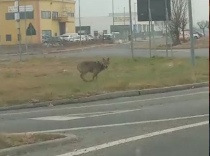 Un lupo in pieno giorno nella zona industriale di Beinette [VIDEO]