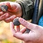 Tartufo nero del Cuneese: al via la formazione dei ristoratori e dei futuri operatori del turismo