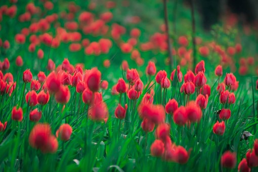 Al Castello di Govone torna la 24ª edizione di &quot;Tulipani a corte&quot;