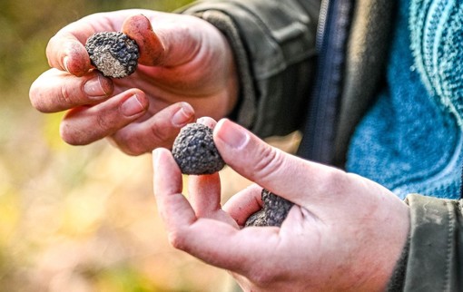 Tartufo nero del Cuneese: al via la formazione dei ristoratori e dei futuri operatori del turismo