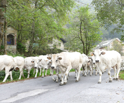 Prorogato al 25 ottobre il termine di demonticazione delle mucche per le aree montane oltre i 1500 metri