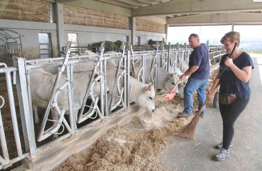 Un allevamento di Piemontese in provincia di Cuneo