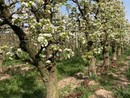 “Frutta biologica, il mercato “stanco” richiede uno sforzo comune di produttori e consumatori”