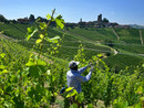 Le modifiche ai disciplinari di Barolo e Barbaresco dividono le cantine. Rattalino: &quot;Questioni fondamentali, serve un confronto&quot;