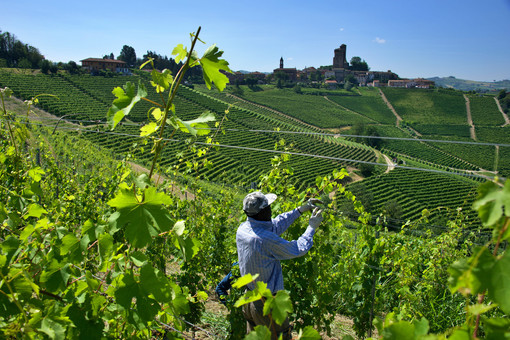 Le modifiche ai disciplinari di Barolo e Barbaresco dividono le cantine. Rattalino: &quot;Questioni fondamentali, serve un confronto&quot;