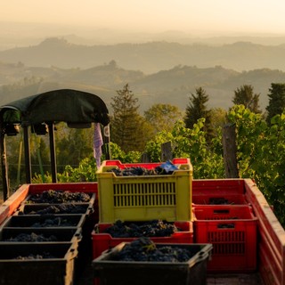 Iniziata la vendemmia in Alta Langa con il Pinot Nero. &quot;Fiduciosi per un'ottima annata&quot;