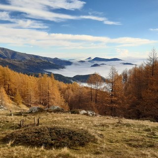 Lotti boschivi in valle Pesio e recuperi ambientali nelle Navette in Val Tanaro