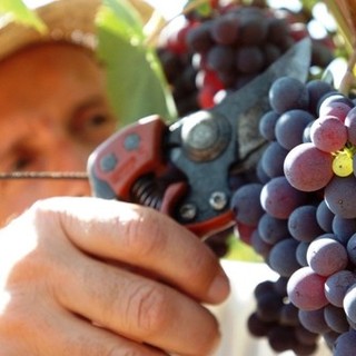 La vendemmia è agli sgoccioli, gli esperti: &quot;Dalle Langhe al Roero quantità stabile e qualità dei vini eccellente&quot;