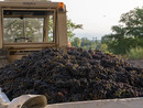 Produttori in Clavesana: la vendemmia entra nel vivo