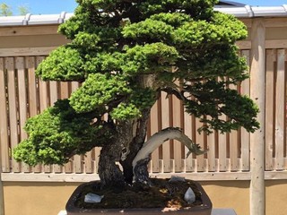 L'arte del bonsai: l'albese Alessandro Bonardo diventa il primo europeo ad  ottenere il diploma della Kumiai 