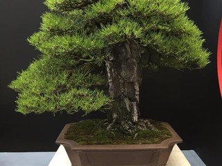 L'arte del bonsai: l'albese Alessandro Bonardo diventa il primo