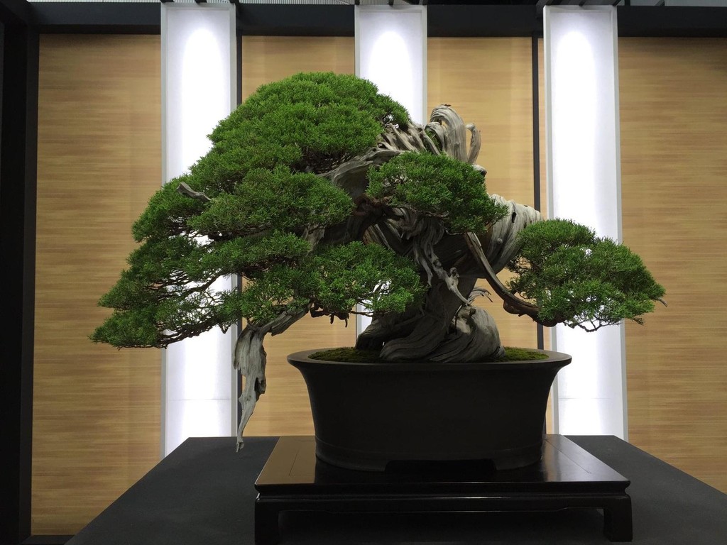 L'arte del bonsai: l'albese Alessandro Bonardo diventa il primo