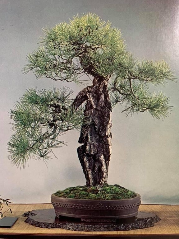 L'arte del bonsai: l'albese Alessandro Bonardo diventa il primo