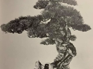 L'arte del bonsai: l'albese Alessandro Bonardo diventa il primo