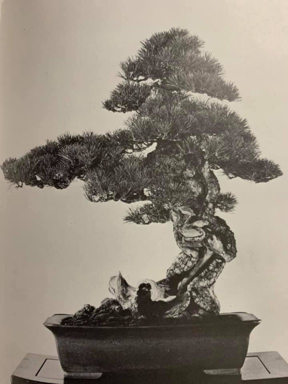 L'arte del bonsai: l'albese Alessandro Bonardo diventa il primo