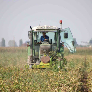 Clima pazzo e nuove sfide colpiscono l'agricoltura: -50% la produzione di nocciole, soffrono anche le viti