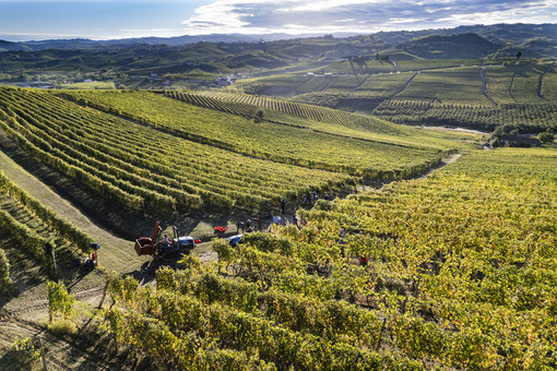 Che vendemmia è stata? Produzione a +5%, fatturato Piemonte da 1,2 miliardi di euro (nella foto la raccolta nei vigneti Chiarlo)