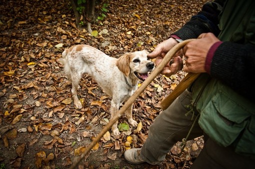 A Terra Madre il fascino del tartufo protagonista con il documentario di Remo Schellino