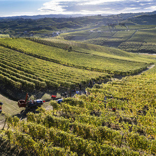 Che vendemmia è stata? Produzione a +5%, fatturato Piemonte da 1,2 miliardi di euro (nella foto la raccolta nei vigneti Chiarlo)