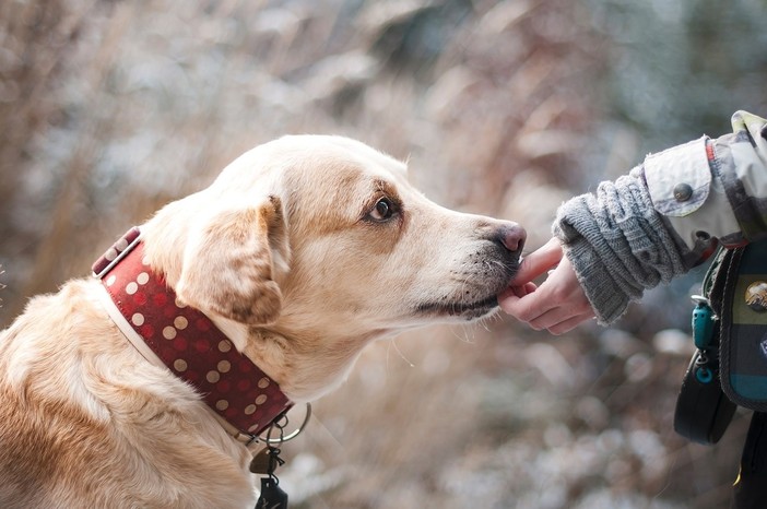 A Neive lavori in corso per l'area di sgambamento dedicata ai cani