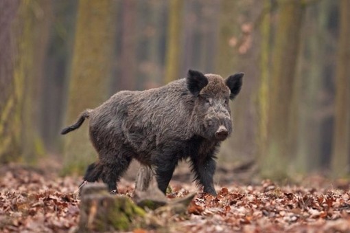 Contrasto peste suina, la Regione chiederà una deroga alle restrizioni alla caccia al cinghiale nelle zone virtuose a minor rischio