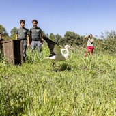 Rilasciato all'Oasi La Madonnina giovane esemplare di cicogna