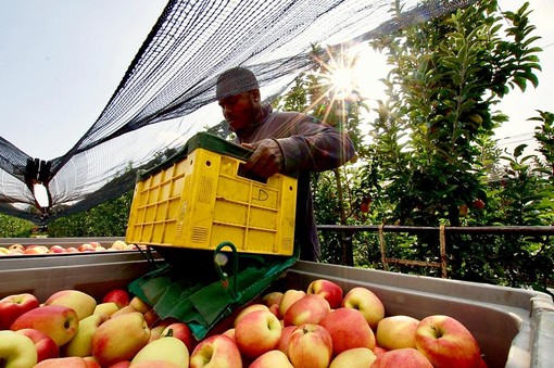 Ortofrutta: Italia, Francia, Spagna e Portogallo unite nel lanciare l'allarme sulla scarsa reddittività