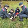 Giornata nazionale dell'albero, celebrata la festa coi Carabinieri Forestali