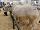 Conto alla rovescia per la 113ª Fiera Internazionale del Bue Grasso di Carrù [VIDEO]