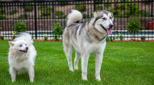 Giardini per animali: come scegliere un prato resistente ai cani