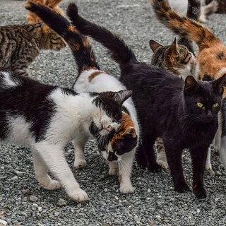 Finanziati 25 progetti per gatti randagi e colonie feline