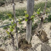 Un impianto a goccia nel vigneto: alcuni produttori li stanno adottando nei pregiati cru