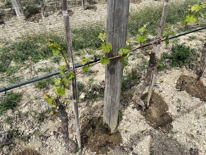 Un impianto a goccia nel vigneto: alcuni produttori li stanno adottando nei pregiati cru