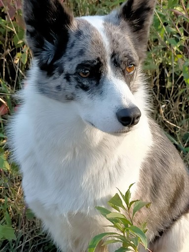 Ad Alba si cerca la cagnolina Kira